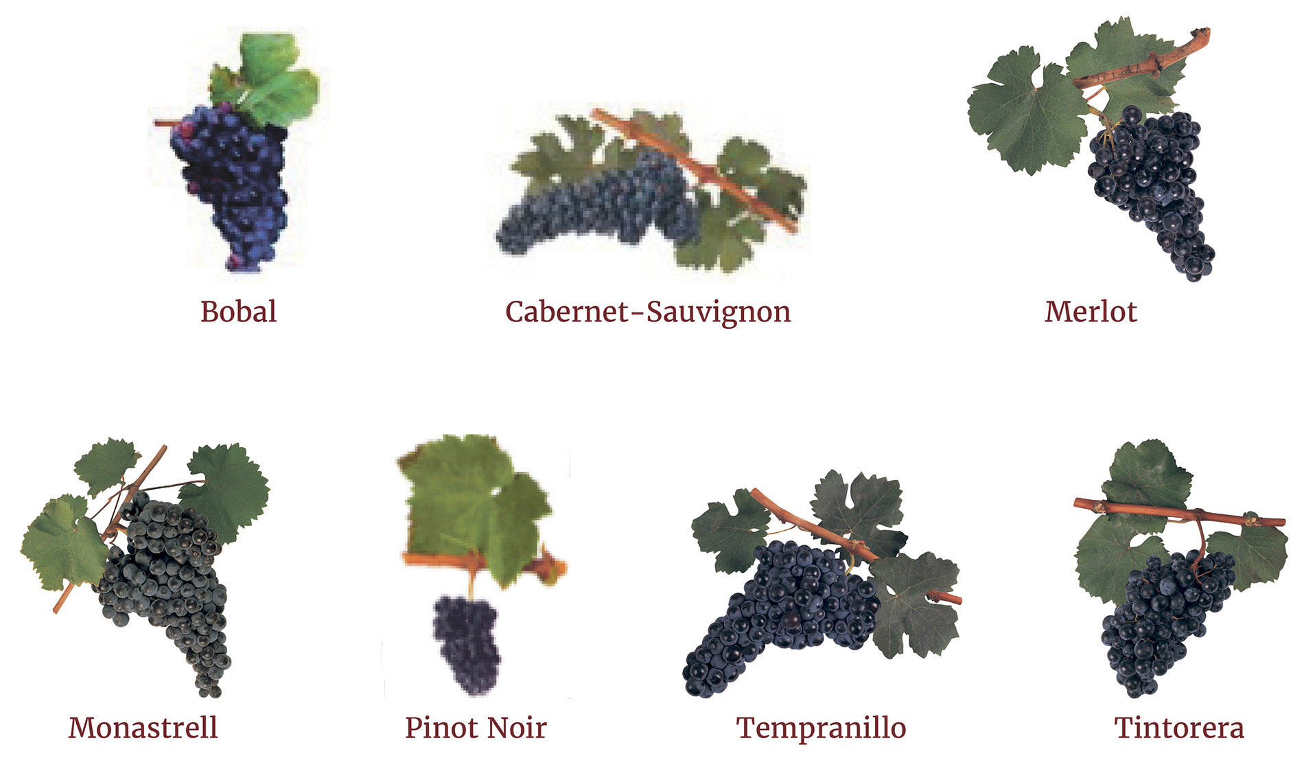 Types Of Grapes